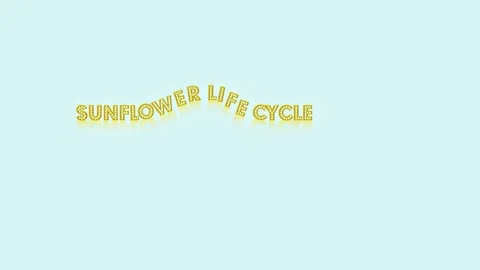 Sunflower Life Cycle 動画素材 298147810