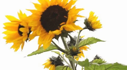 Sunflower in Light Breeze  HD File Stock Footage 10682415