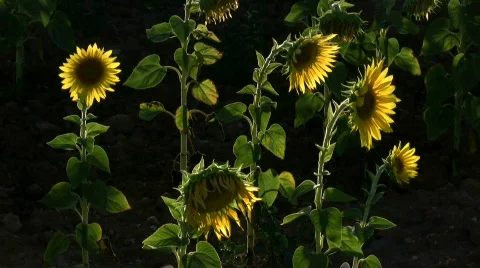 Sunflower light Stock Footage 151338