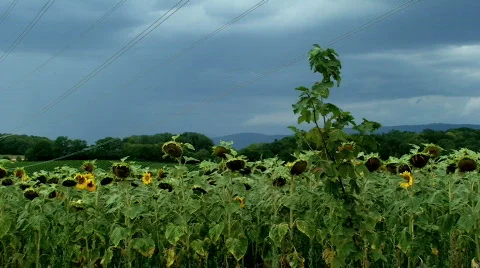 Sunflower lightning Vídeos de archivo 794098