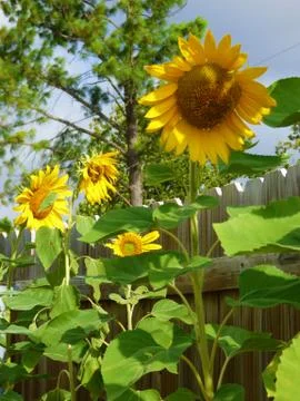 Sunflower line-up Stock Photos