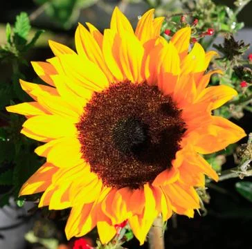 Sunflower lit by the sun Stock Photos