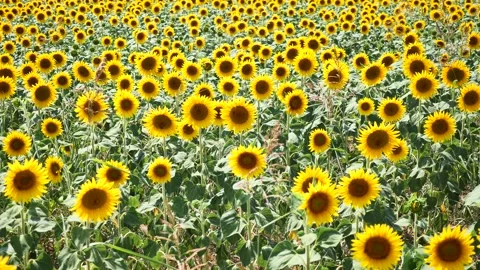 Sunflower in Lombardy Stock Footage 201182732