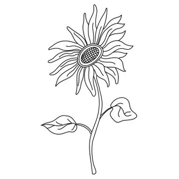 Sunflower on a long stem doodle. Stock Illustration