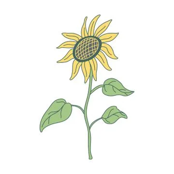 Sunflower on a long stem with leaves in flat style with lines. Stock Illustration