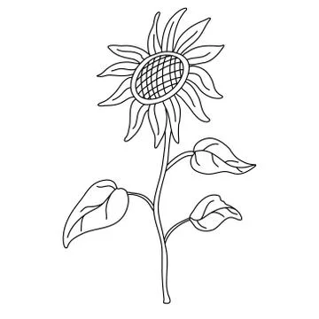 Sunflower on a long stem with leaves. Stock Illustration