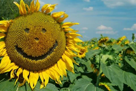Sunflower looking at camera with smile Foto stock