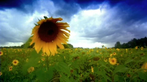 Sunflower loop Video stock 512035