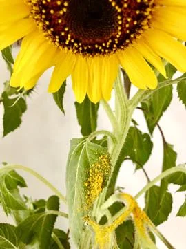 Sunflower losing its pollen Stock Photos