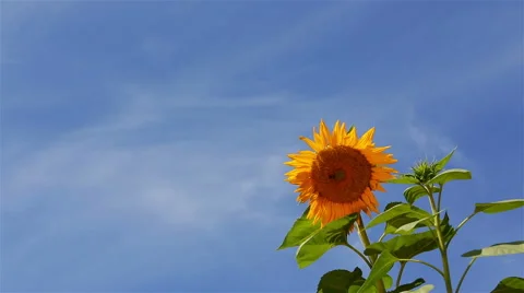 Sunflower Lower Right Stock Footage 57733306