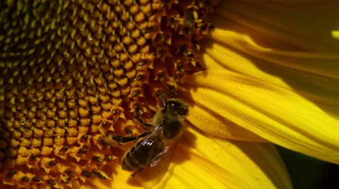 Sunflower macro with a bee Stock Footage 58805259