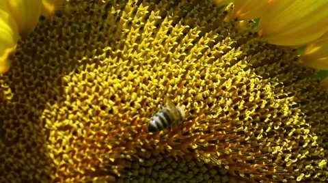 Sunflower macro with a bee Stock Footage 58805412