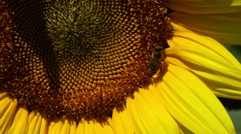 Sunflower macro with a bee Stock Footage 58805481
