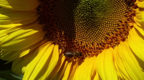 Sunflower macro with a bee Stock Footage 58805657