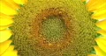 Sunflower Macro HD Footage