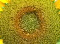 Sunflower Macro Footage