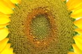 Sunflower Macro Footage