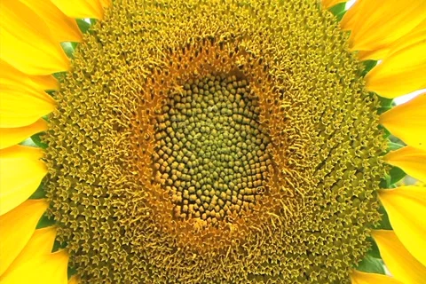 Sunflower Macro 動画素材 2810916