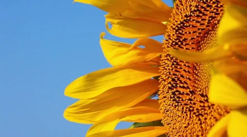 Sunflower - macro Stock Footage 8509742