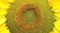 Sunflower Macro HD Footage