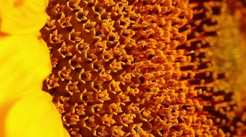 Sunflower - macro Stock Footage 8655924