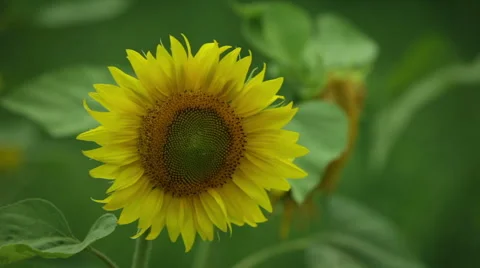 Sunflower macro Stock Footage 53065825