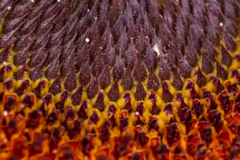 Sunflower macro geometric pattern seeds and flower texture Stock Photos