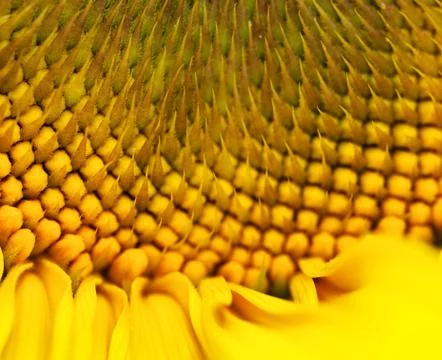 Sunflower macro 스톡 사진