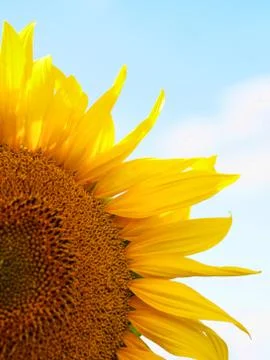 Sunflower macro 스톡 사진