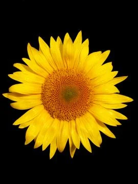 Sunflower macro 스톡 사진