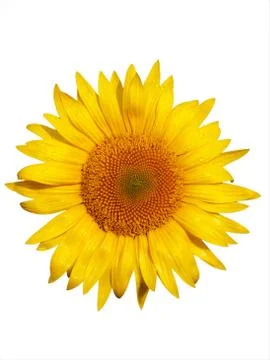 Sunflower macro Foto stock