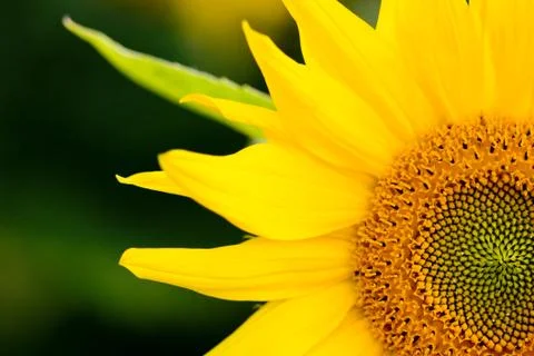 Sunflower macro Stock Photos