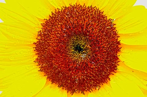 Sunflower macro Stock Photos