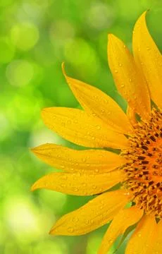 Sunflower macro Stock Photos