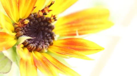 Sunflower macro Stock Photos