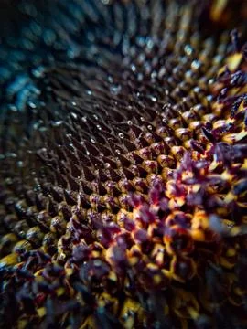 Sunflower macro Stock Photos