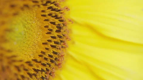 Sunflower - macro shoot Video stock 52070252