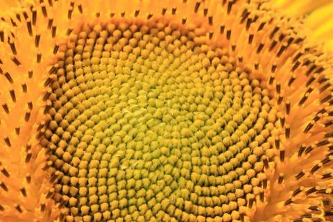 Sunflower macro shot Stock Photos