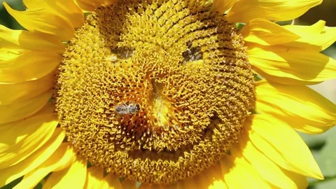 Sunflower with a made human face swayed by the wind and a bee on it 库存影片 158633571