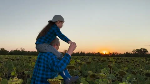 Sunflower magic at dusk, father and daughter s love story, golden sky and green Stock Footage 311484722