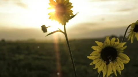Sunflower Magic Stock Footage 620053