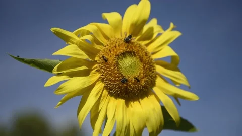 Sunflower With Many Native Bee Pollinators Stock Footage 163369486