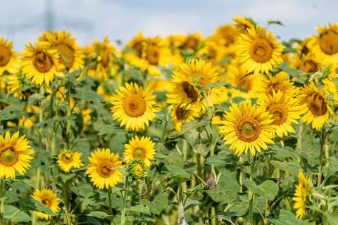 Sunflower, many, sky Fotos Stock