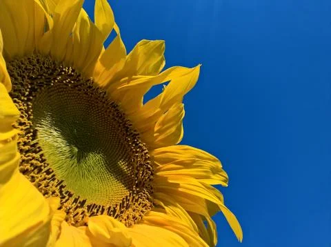 Sunflower Maturing Stock Photos