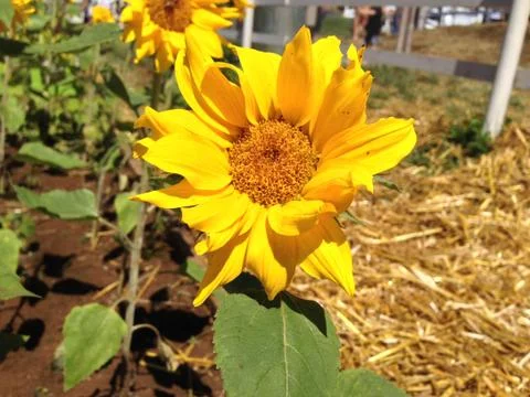 Sunflower in Maui Photos