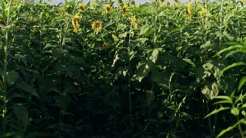Sunflower maze Stock Footage 246569138