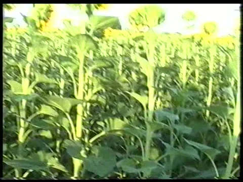 Sunflower Maze Stock Footage 340542355