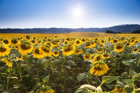 Sunflower meadow Stock Photos