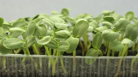Sunflower microgreen Stock Footage 188170537