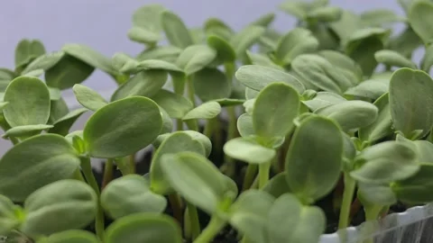 Sunflower microgreen Stock Footage 188172566